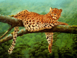 Leopard.jpg