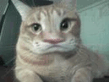 warp_4_.jpg