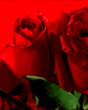 Flowers.gif