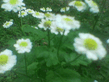 Image_132_.jpg