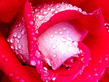 ROSE.jpg