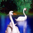 animal0006.jpg