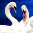 animal0009.jpg