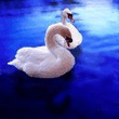 animal0008.jpg