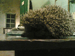 26042007_002_.jpg