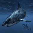 White_Shark_gfx.jpg