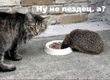 20050718_pesdest_da.jpg
