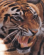 Images_83_0.jpg