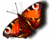 000291.gif