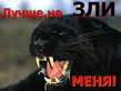 Киса_43_.jpg