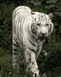 B83_0_15_K9.jpg
