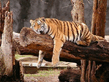 tigra.jpg
