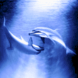 Delfini.gif