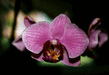 orchid2