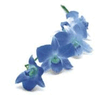 orchid4