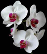 orchid5