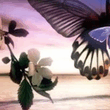 Flower_and_Butterfly_