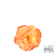 orange_rose.png