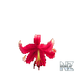 oriental_lily.png