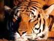Tigr_.jpg