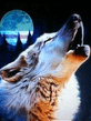 Wolf.jpg