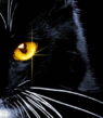kiska27.gif