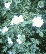 Шиповник.jpg