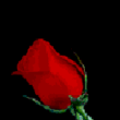 Роза.gif