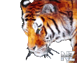 tiger.png