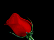 Roza 1.gif