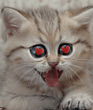 K5.gif