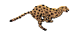 CATS_19.gif