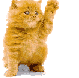 CATS_26.gif