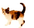 CATS_41.gif