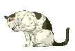CATS_42.gif