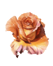 rose30262.gif