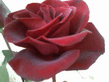 rose128.jpg