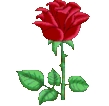 rose7.gif