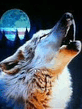 Wolf_in_Moon.jpg