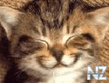 cat24.jpeg