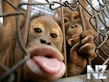 Monkey.jpeg