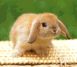 _8_.gif