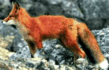_8A8F0.gif