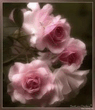 rose.jpg