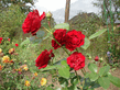 roses_12sn.jpg