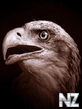Or.png