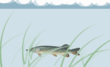 anim22.gif