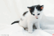 kitty.jpg