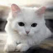 cat_.jpg