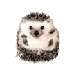 _.gif
